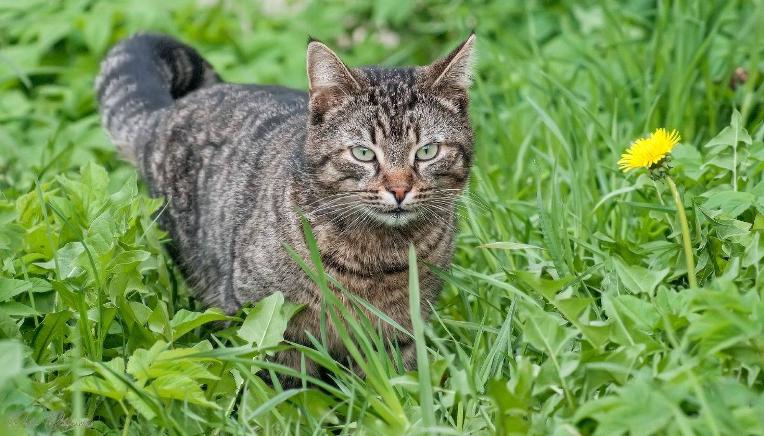 , Орлов Олег