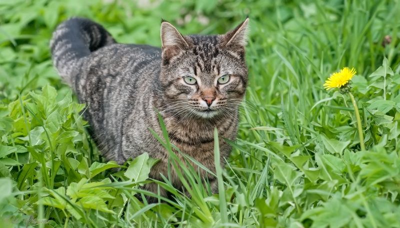 Крадусь... фото превью