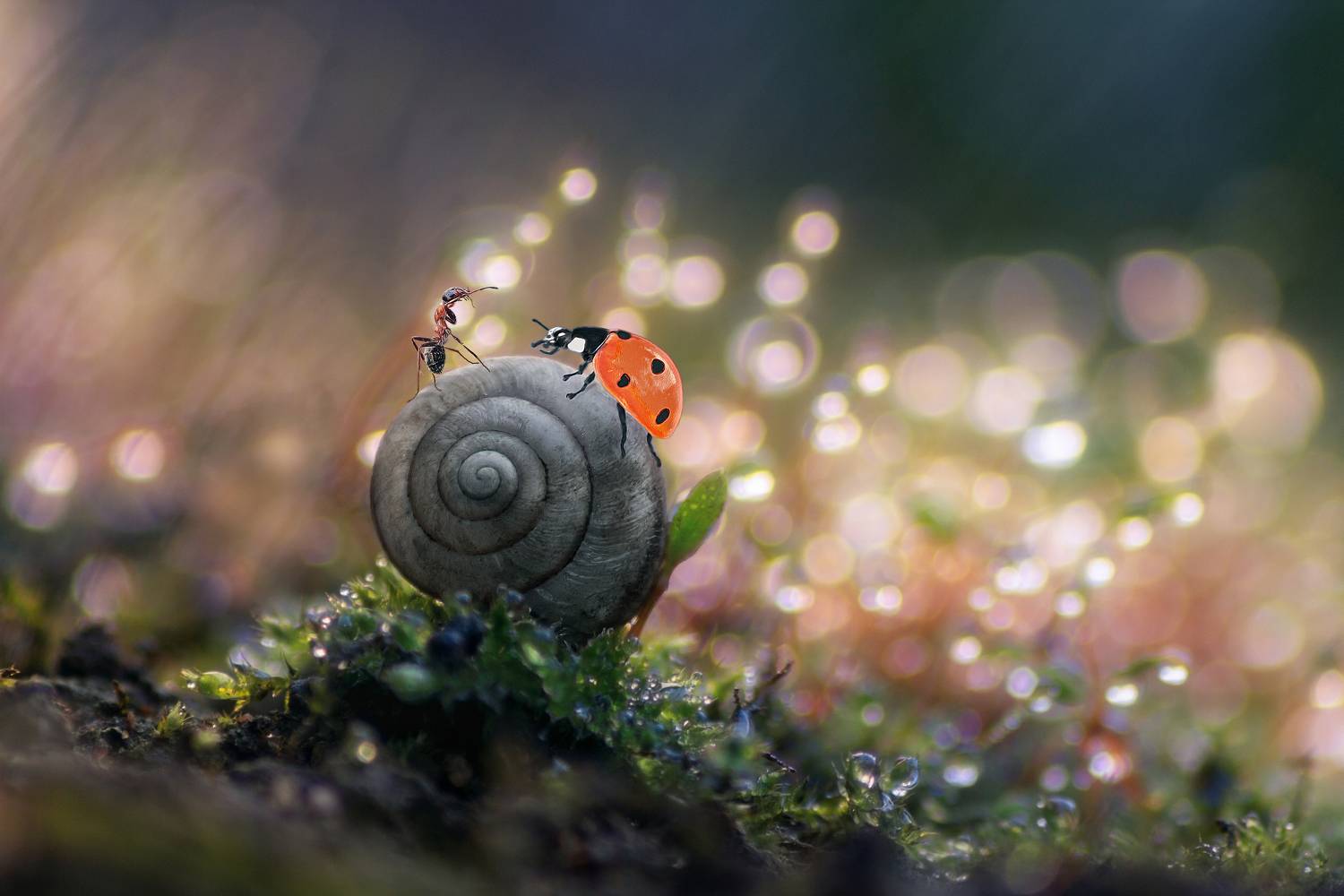 макрофотография природа ракушка божьякоровка муравей мох свет цвет боке фон, Еремеев Дмитрий