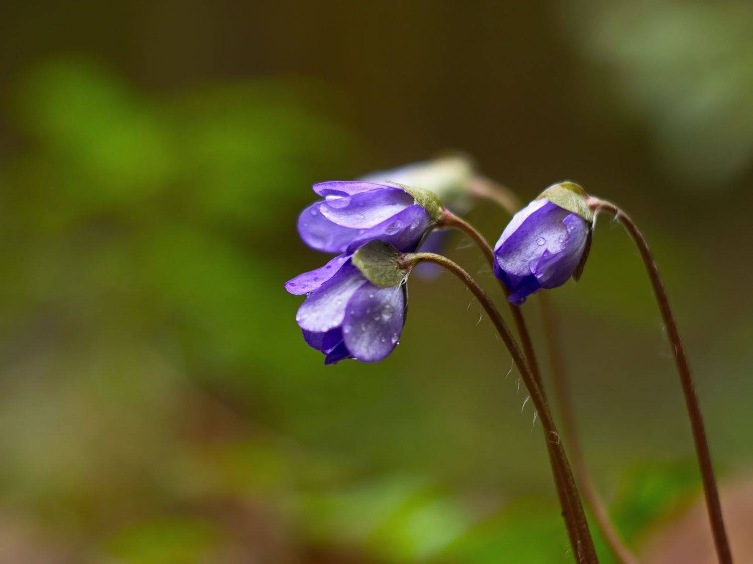 , Виктор Гурков