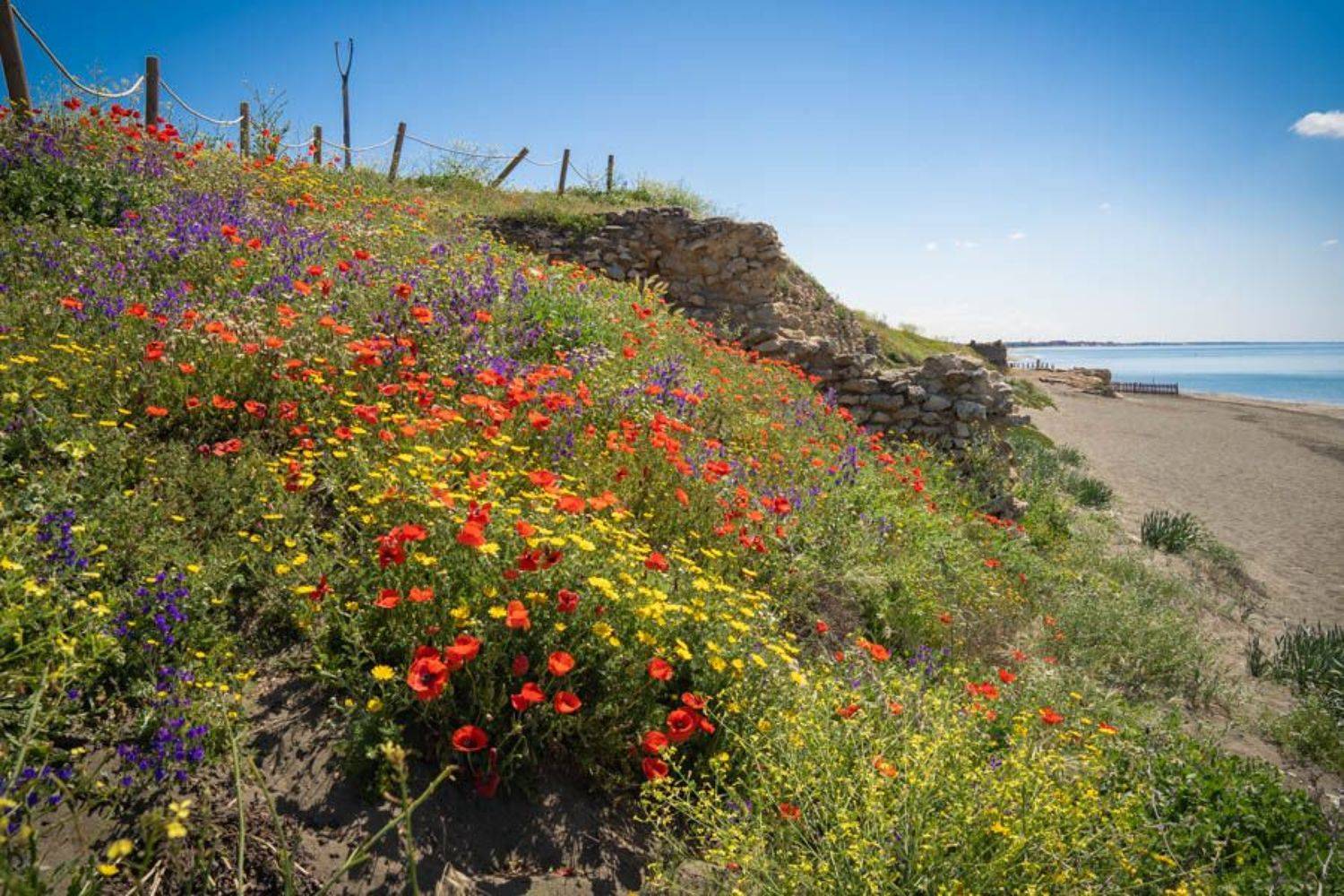 , Максимова Дария