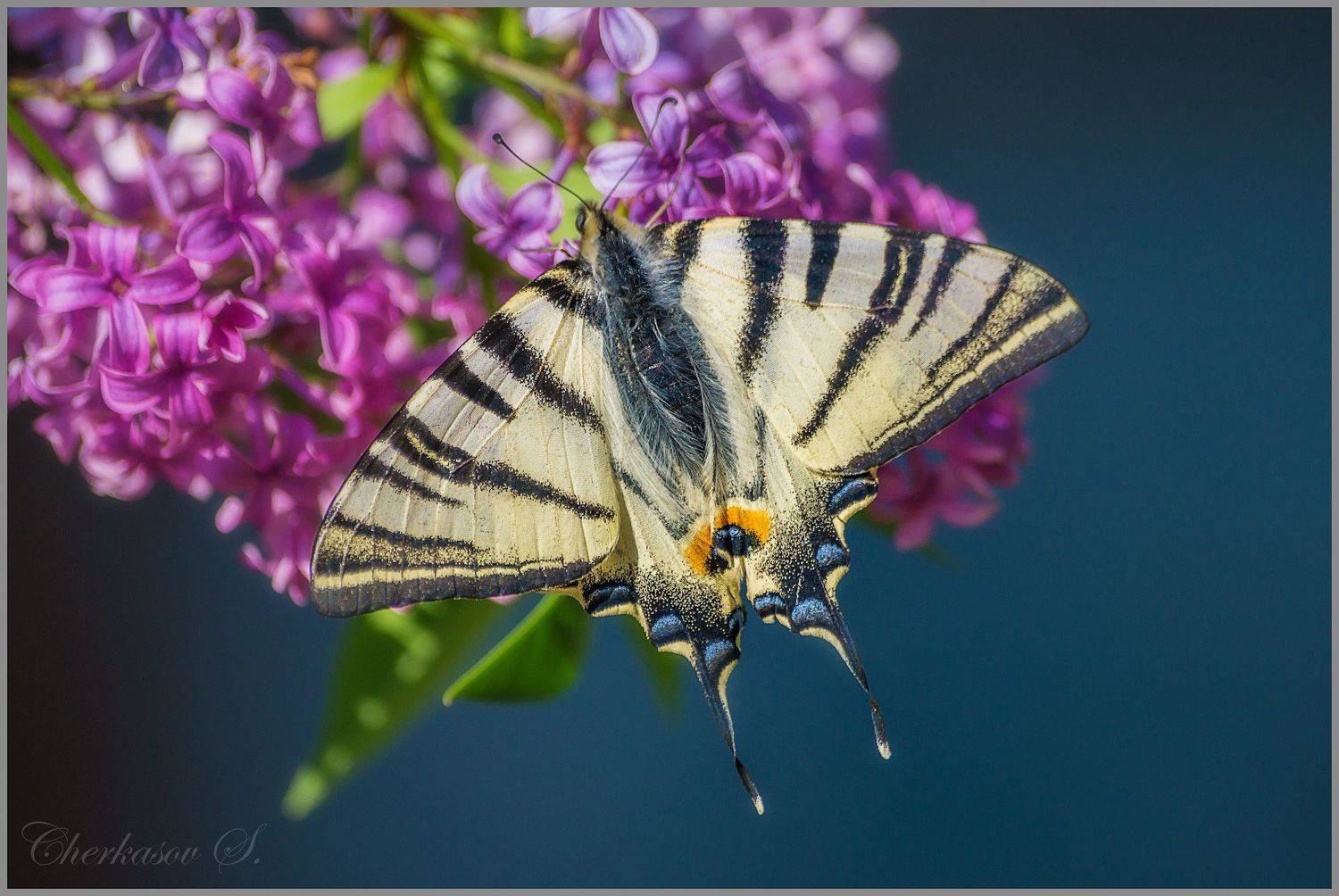 крым, весна, цветы, бабочки, подалирий,, Черкасов Сергей
