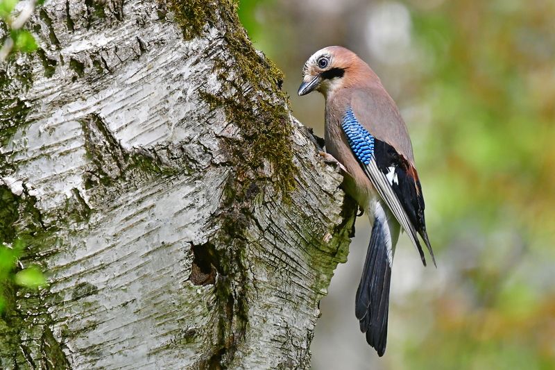 Jay.. фото превью