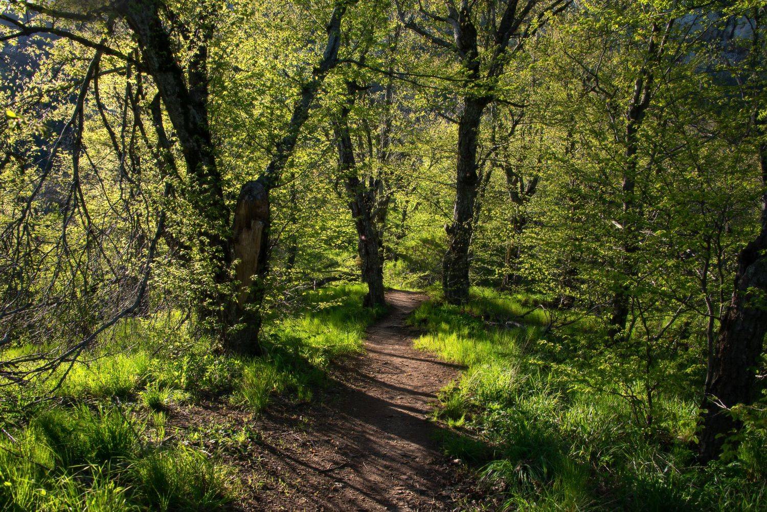 май, тропинка, деревья, пейзаж, Елена Брежицкая