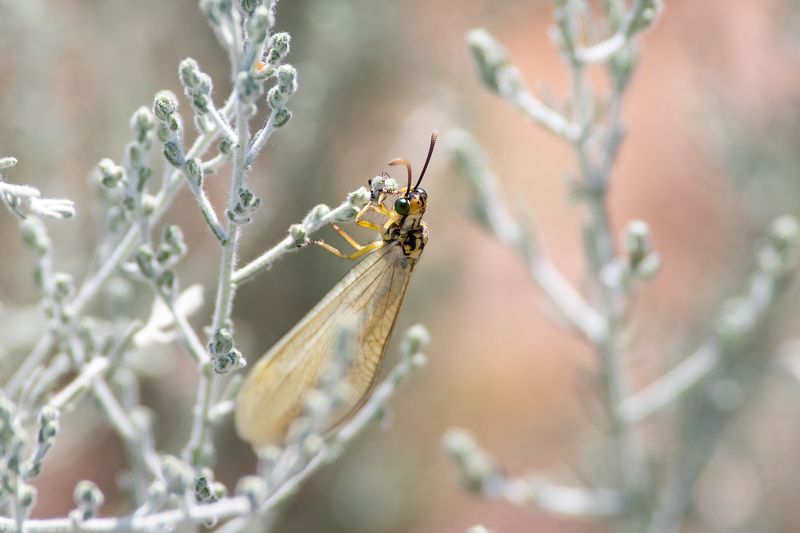 Antlion фото превью