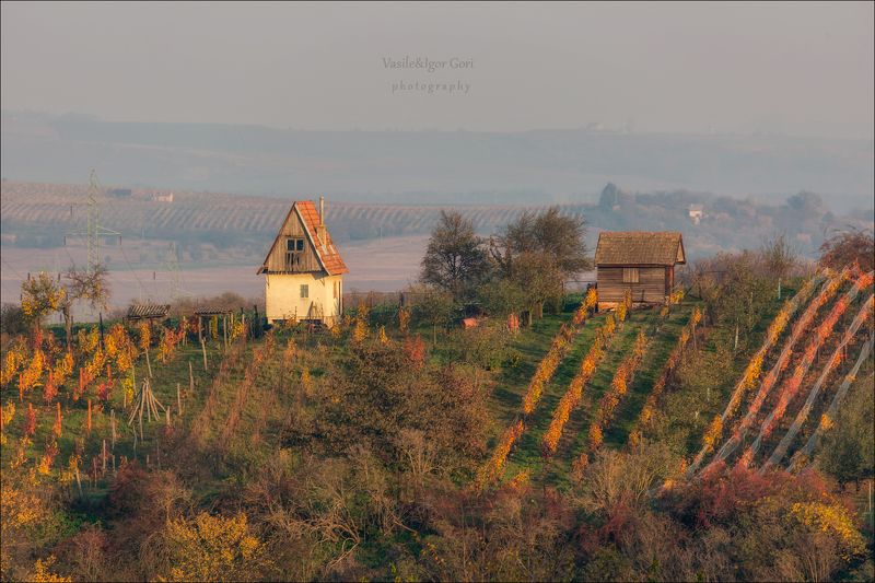южная моравия,пейзаж,линии,south moravian,lines,свет,czech,осень,чехия,landscapes,виноградники Про сарайчики в виноградниках... фото превью