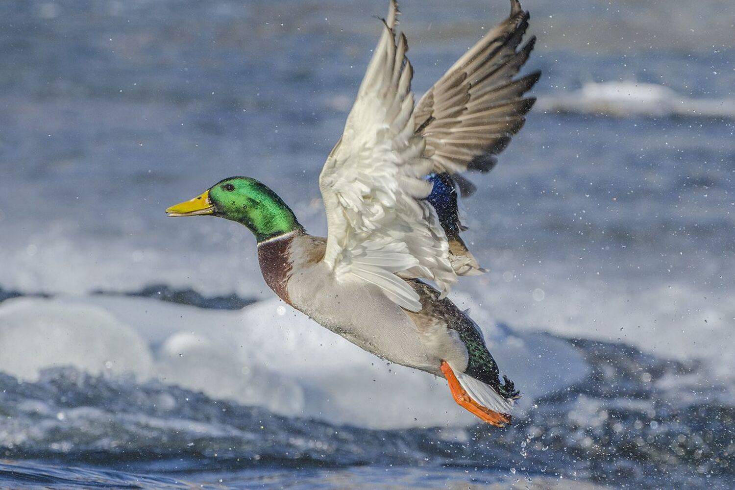 птица, утка, селезень, кряква, река упа, зимовка, Михаил Агеев