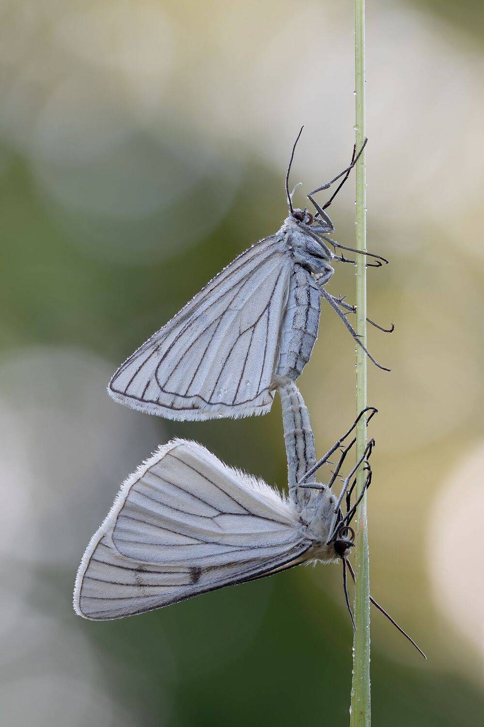 , Кузнецов Дмитрий