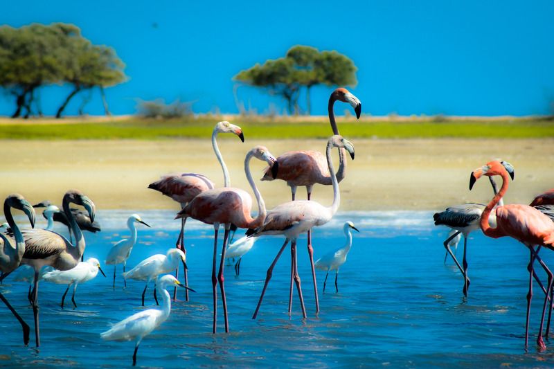 colours, birds, water Reserva de aves en La Guajira, Colombia фото превью
