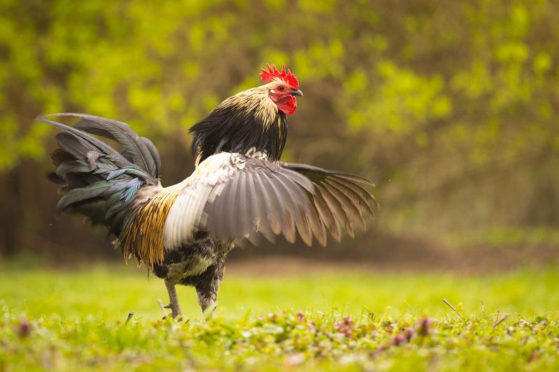 Cock фото превью