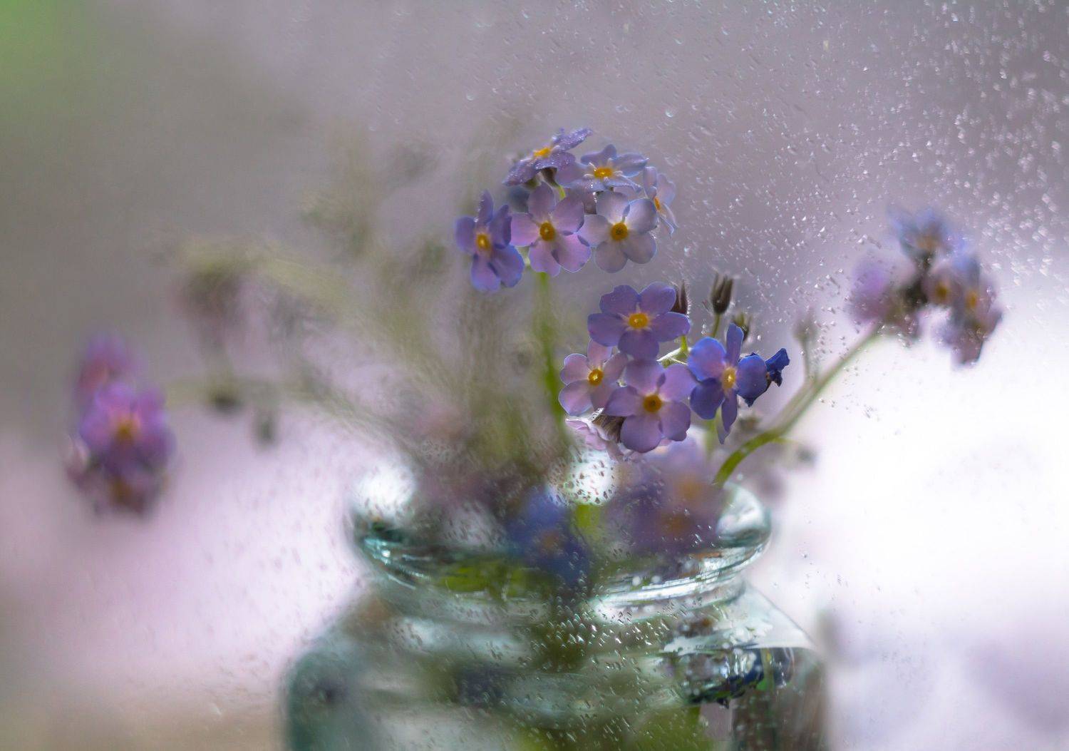 натюрморт,незабудки,декор,весна,макро,цветы,флора,листья,лепестки,, Антонина Яновска