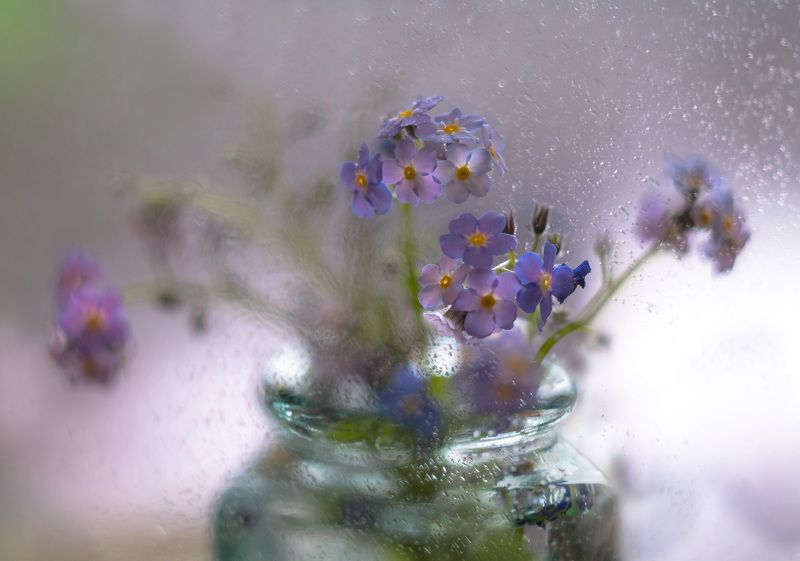 натюрморт,незабудки,декор,весна,макро,цветы,флора,листья,лепестки, Голубых ресничек круг. фото превью