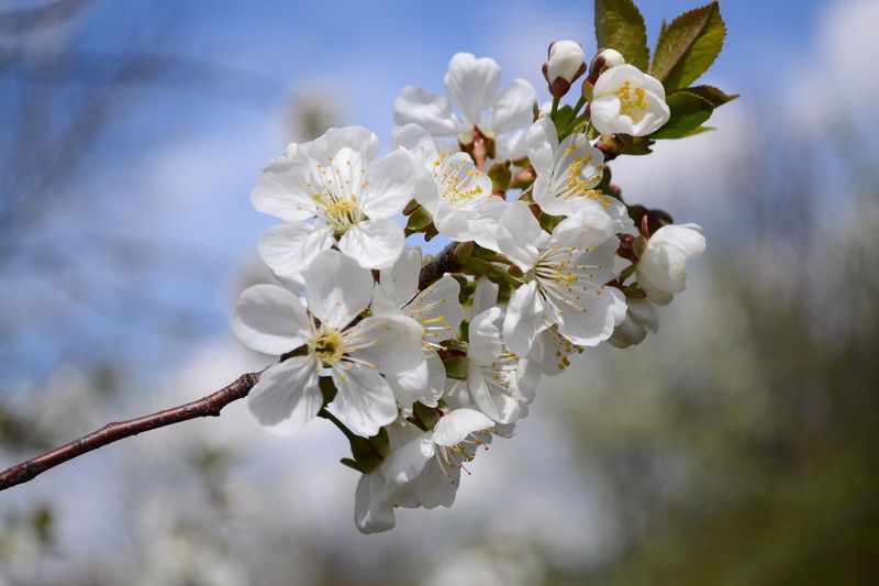 Вишня в цвету. фото превью