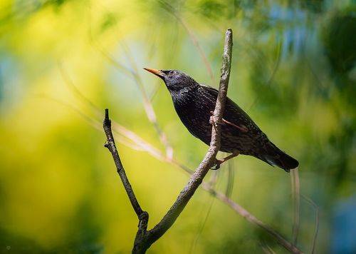 Starling