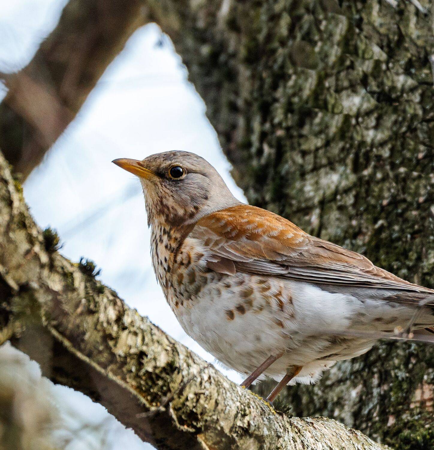 , Курлянцев Алексей