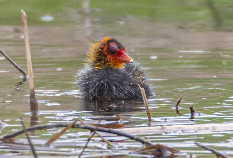 кисловодск, весна, птицы, птенец, лысуха Птенец лысухи фото превью