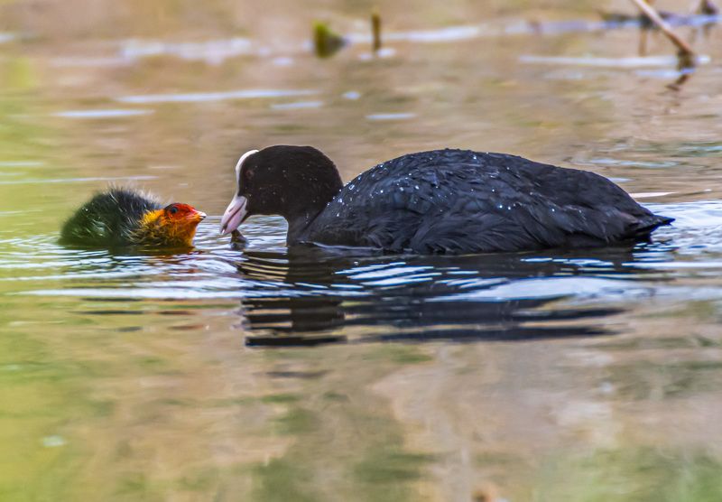 кисловодск, весна, птицы, лысуха Лысуха с птенцом фото превью