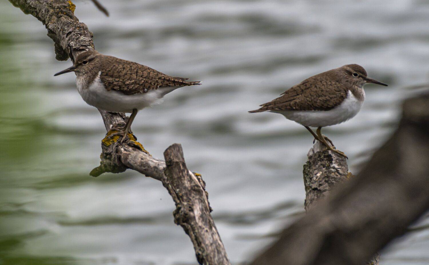 кисловодск, весна, птицы, кулик-перевозчик, Савчук Сергей