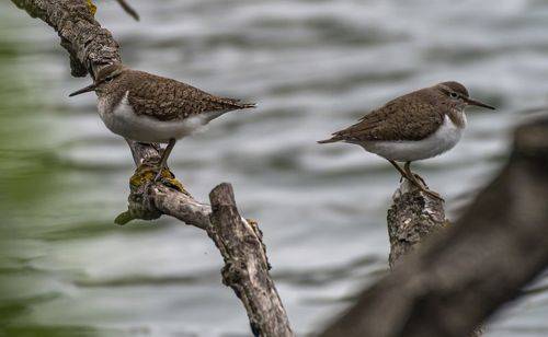 Кулики-перевозчики