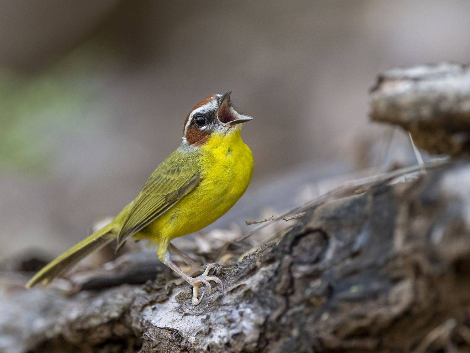 , Burgalin Sequeira Fernando