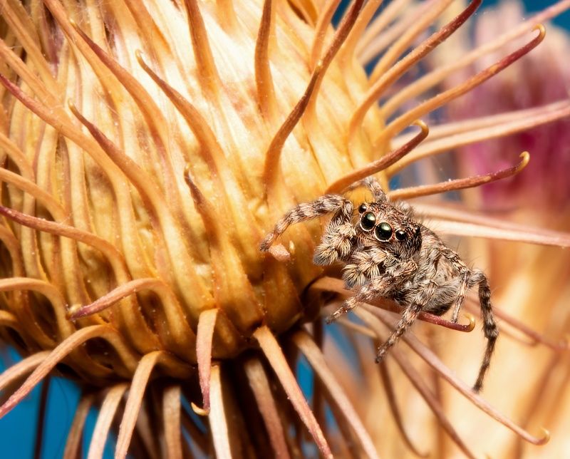 Jumping Spidy фото превью
