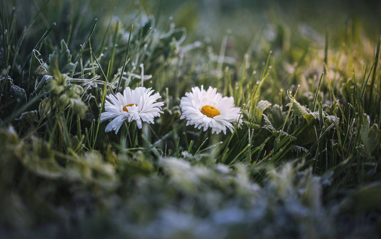 , Зеленько Дмитрий