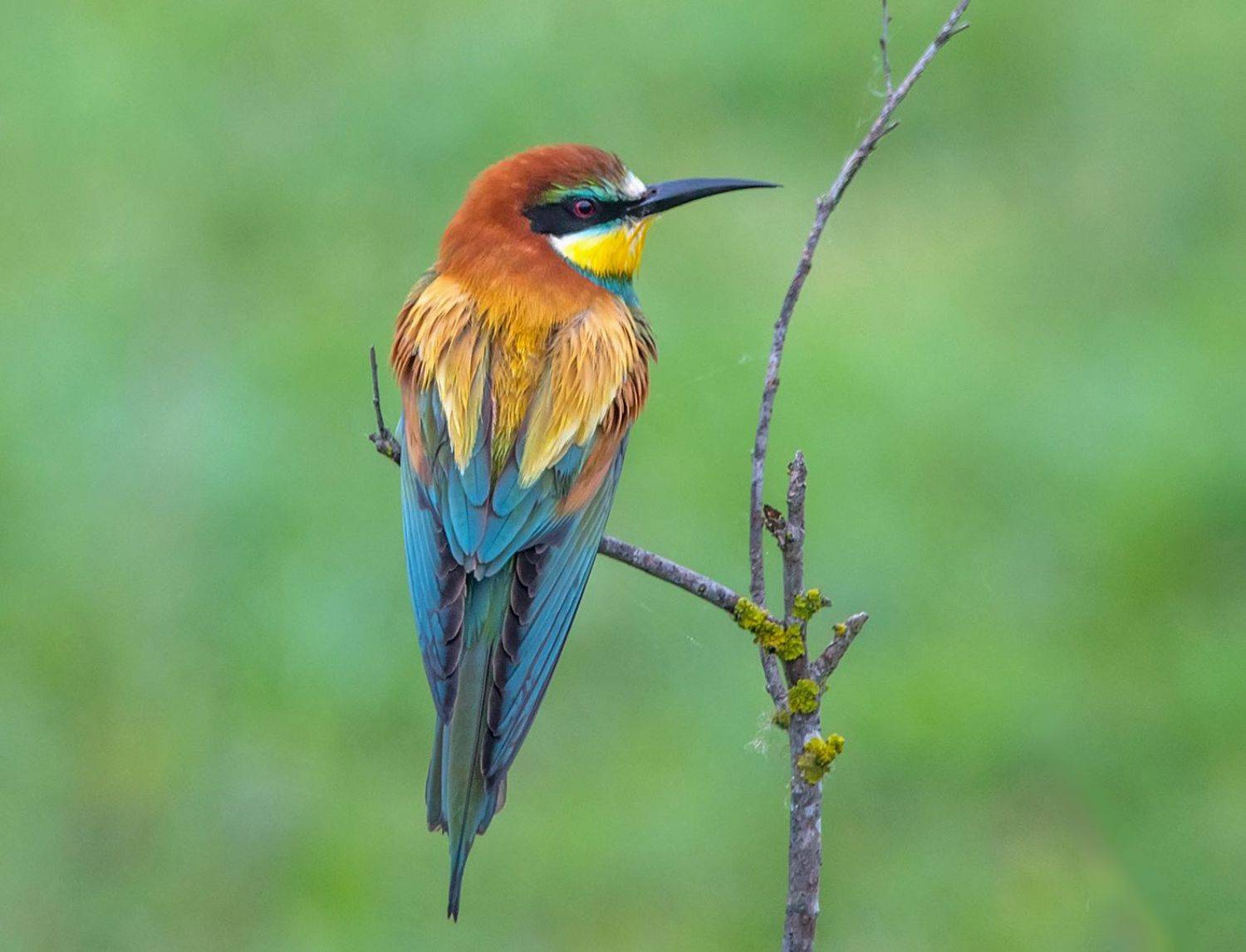 , Хасан Журтов