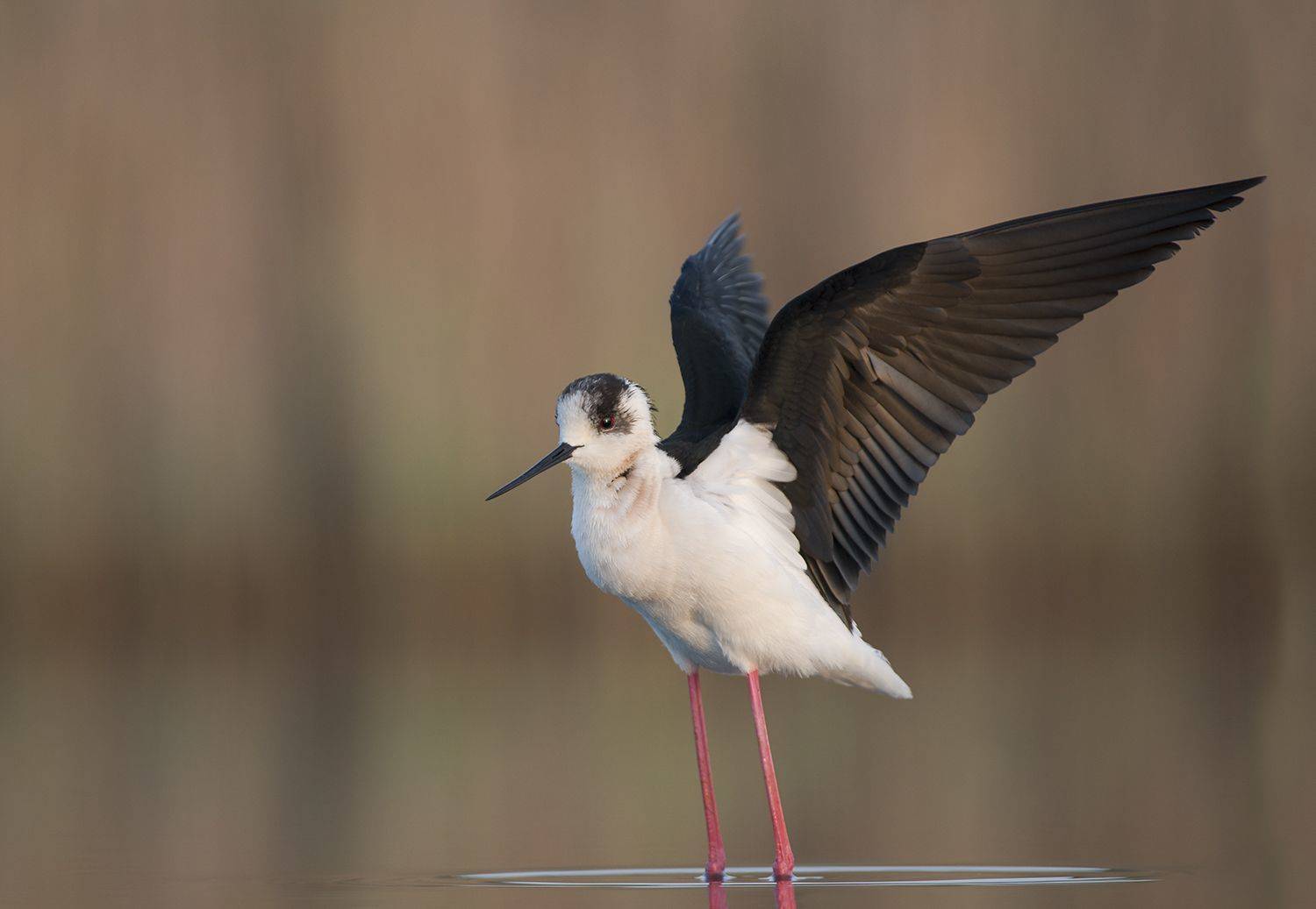 , Евгени Стефанов
