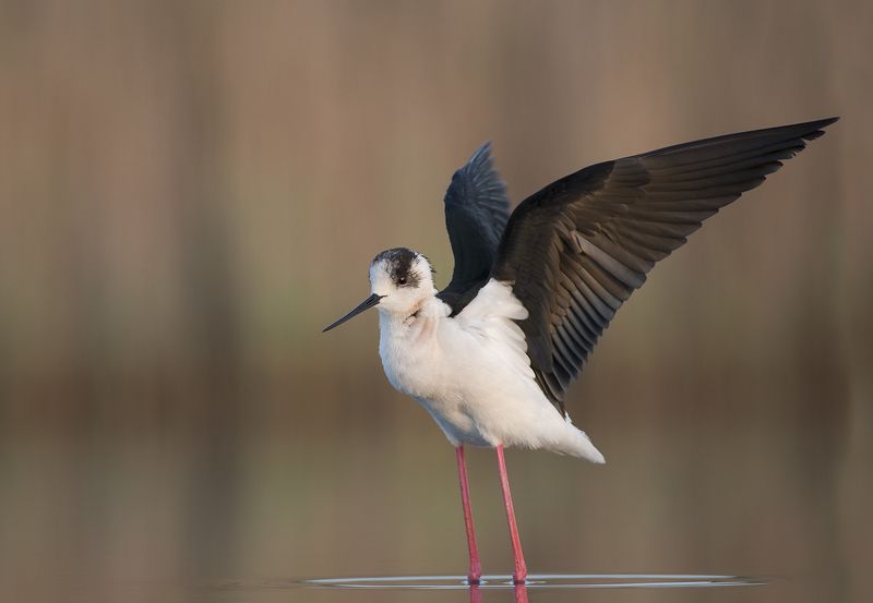 Ходулочник фото превью