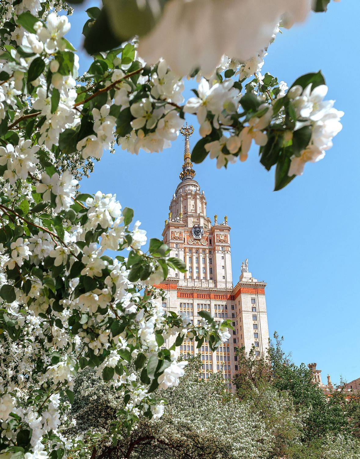 мгу, яблоня, весна, москва, moscow, spring, Мазурева Анастасия