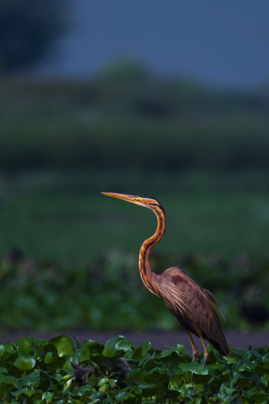 #birdphotography	 #birdsofinstagram	 #wildlifephotography	 #birds	 #naturephotography	 #bird	 #nature	 #wildlife	 #photography	 #birdwatching	 #natgeo	 #photooftheday	 #nikon	 #birding	 #naturelovers	 #canon	 #animals	 #birdlovers	 #travel	 #love	 #bestbi  фото превью