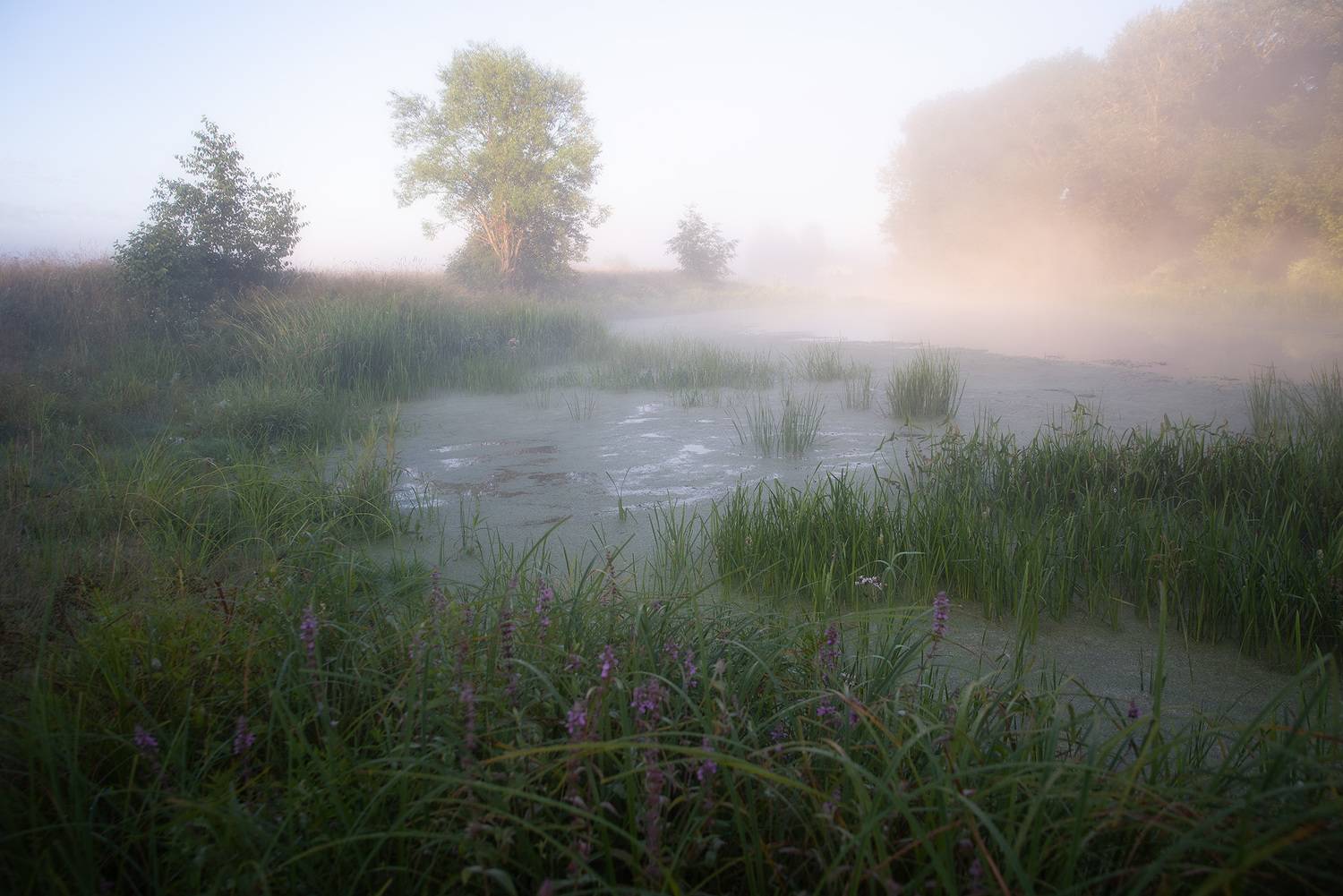 лето, речка, туман, рассвет, филипповское, река шерна, Чавыкина Анастасия