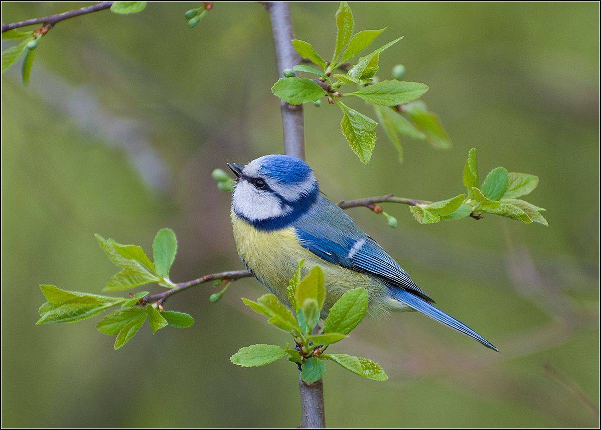 москва, апрель, парк, птица, лазоревка, АНАТОЛИЙ ДОВЫДЕНКО