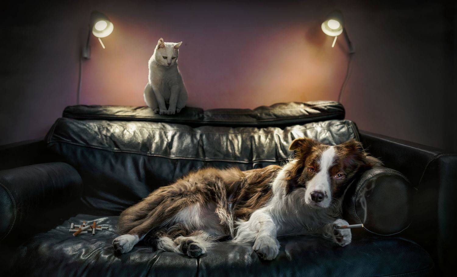 狗 动物 宠物, 宠物摄影师狗哥