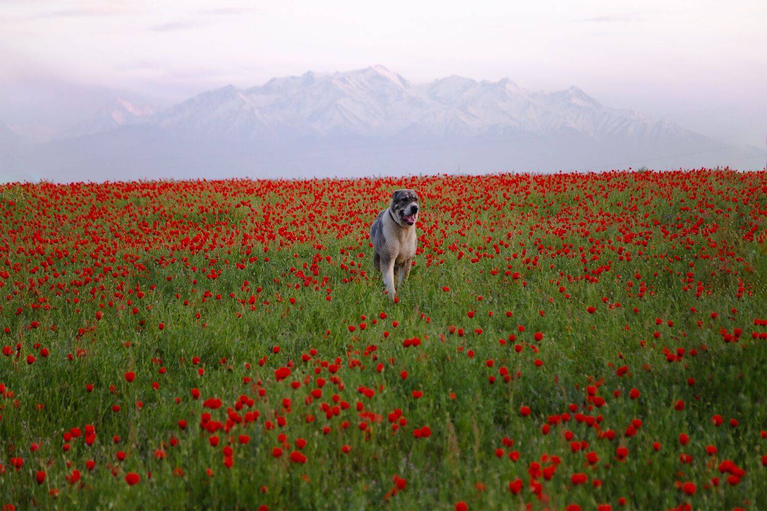 кыргызстан, Элина Магалимова