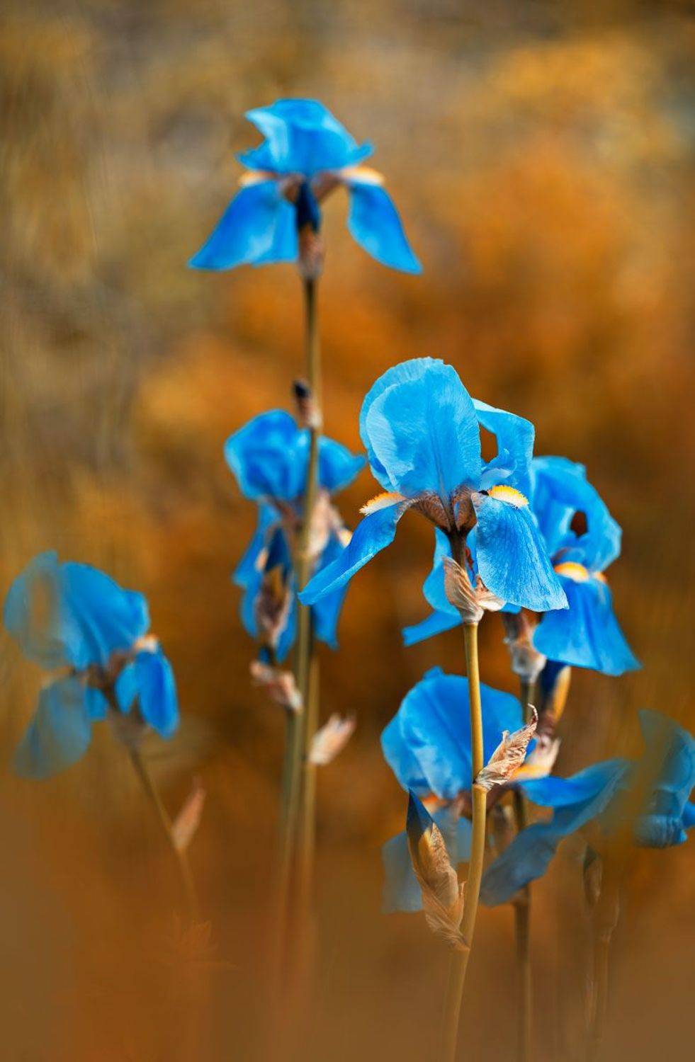 , Полина Васеева