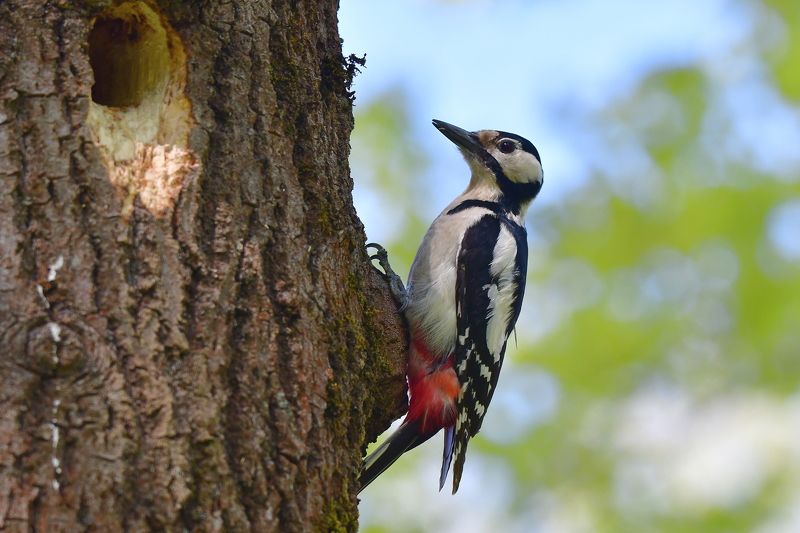 фото превью