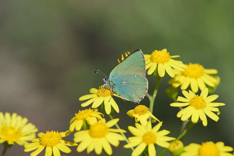 Green hairstreak фото превью