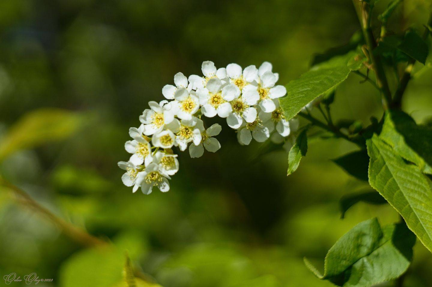 , Орлов Олег