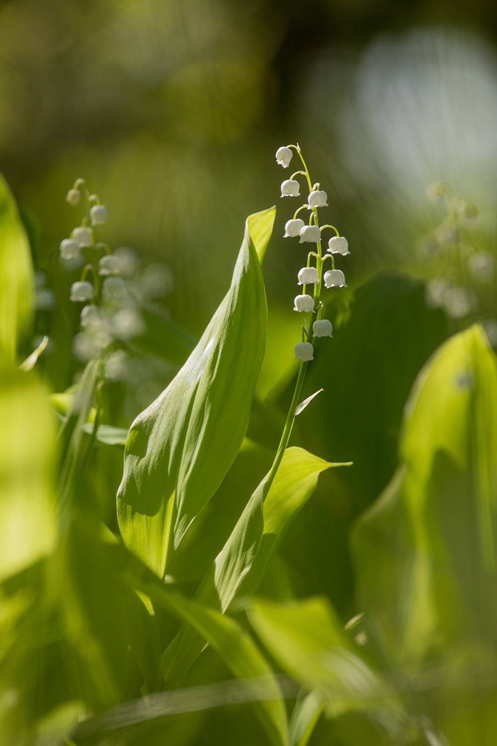 , Илья Михеев