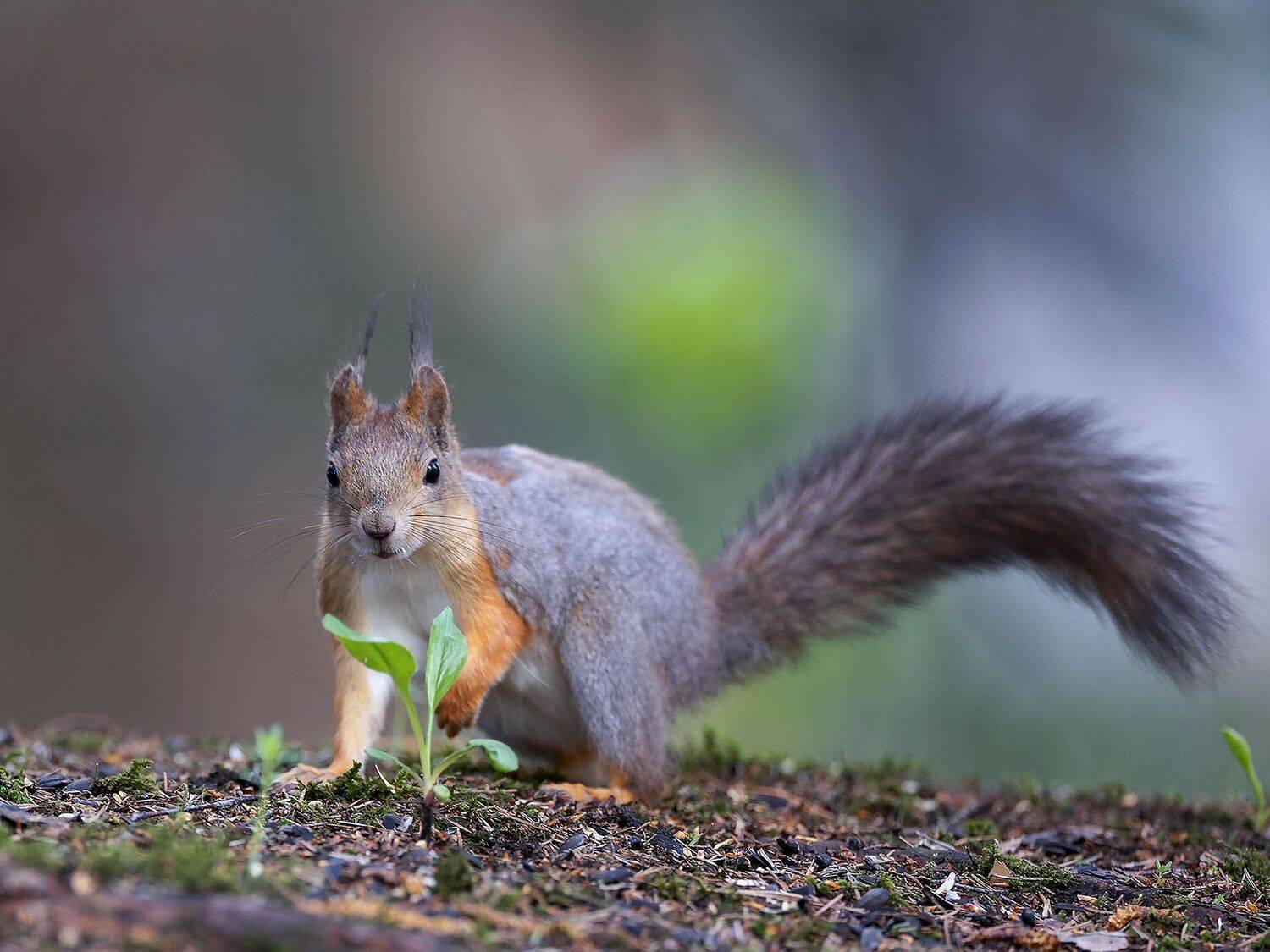 белка, красотка, любопытная, лес, весна, squirrel, beautiful, forest, spring, nature, Стукалова Юлия