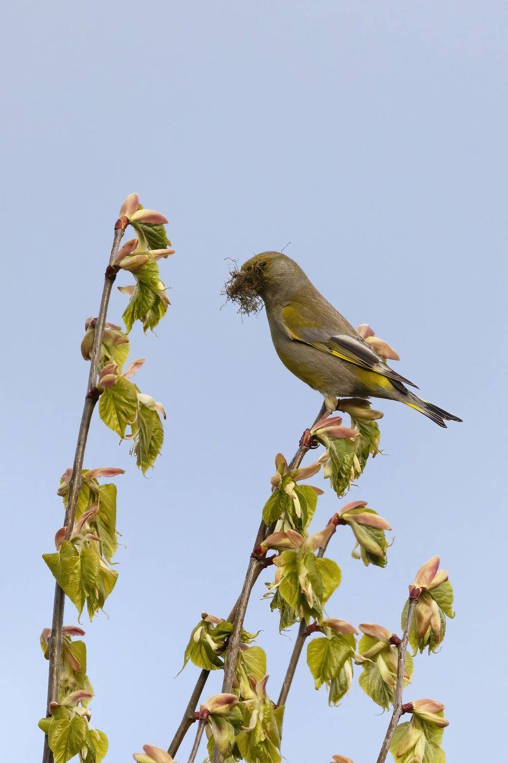 Зеленушка, Пономарев Илья