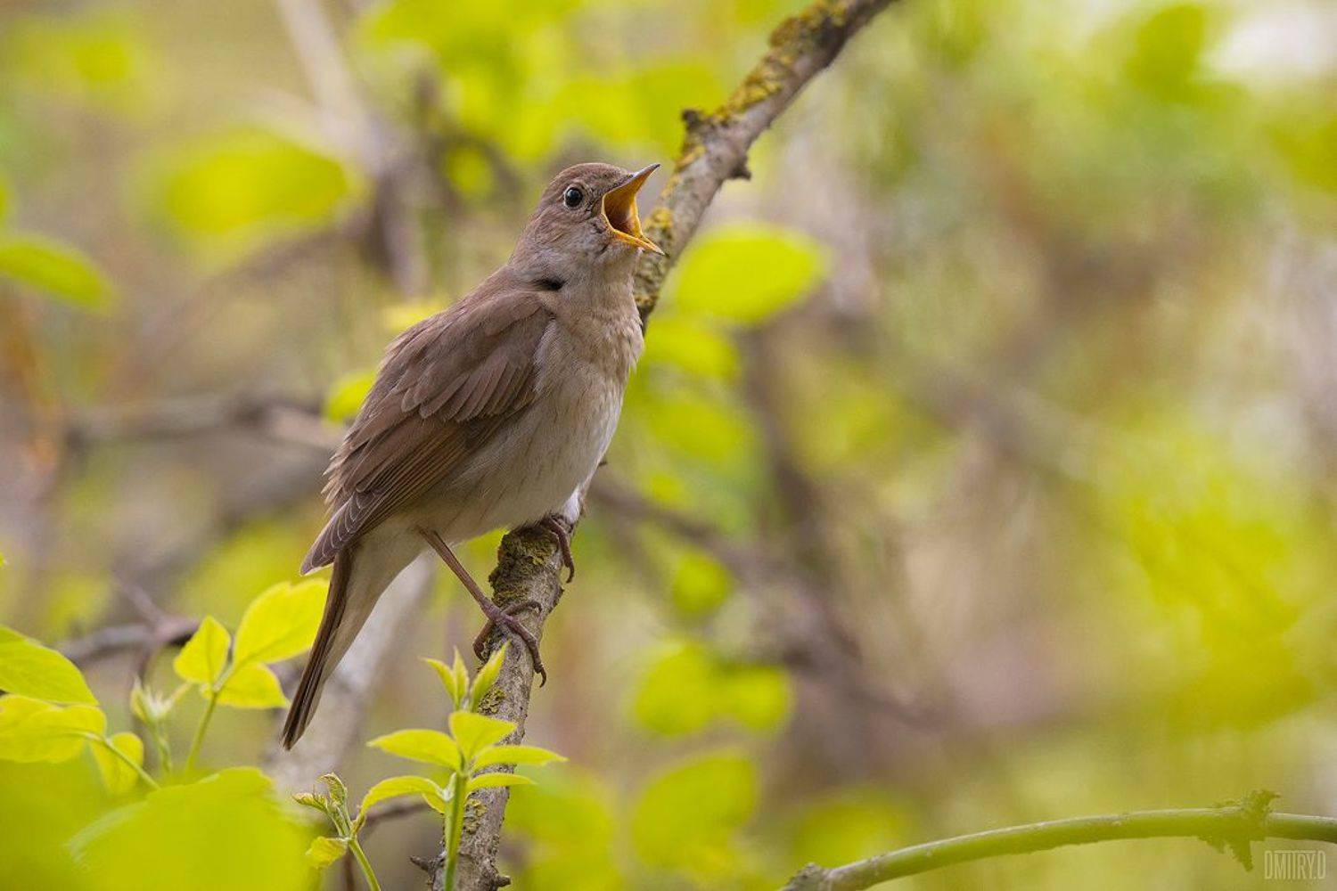 соловей,, Дмитрий Доронин