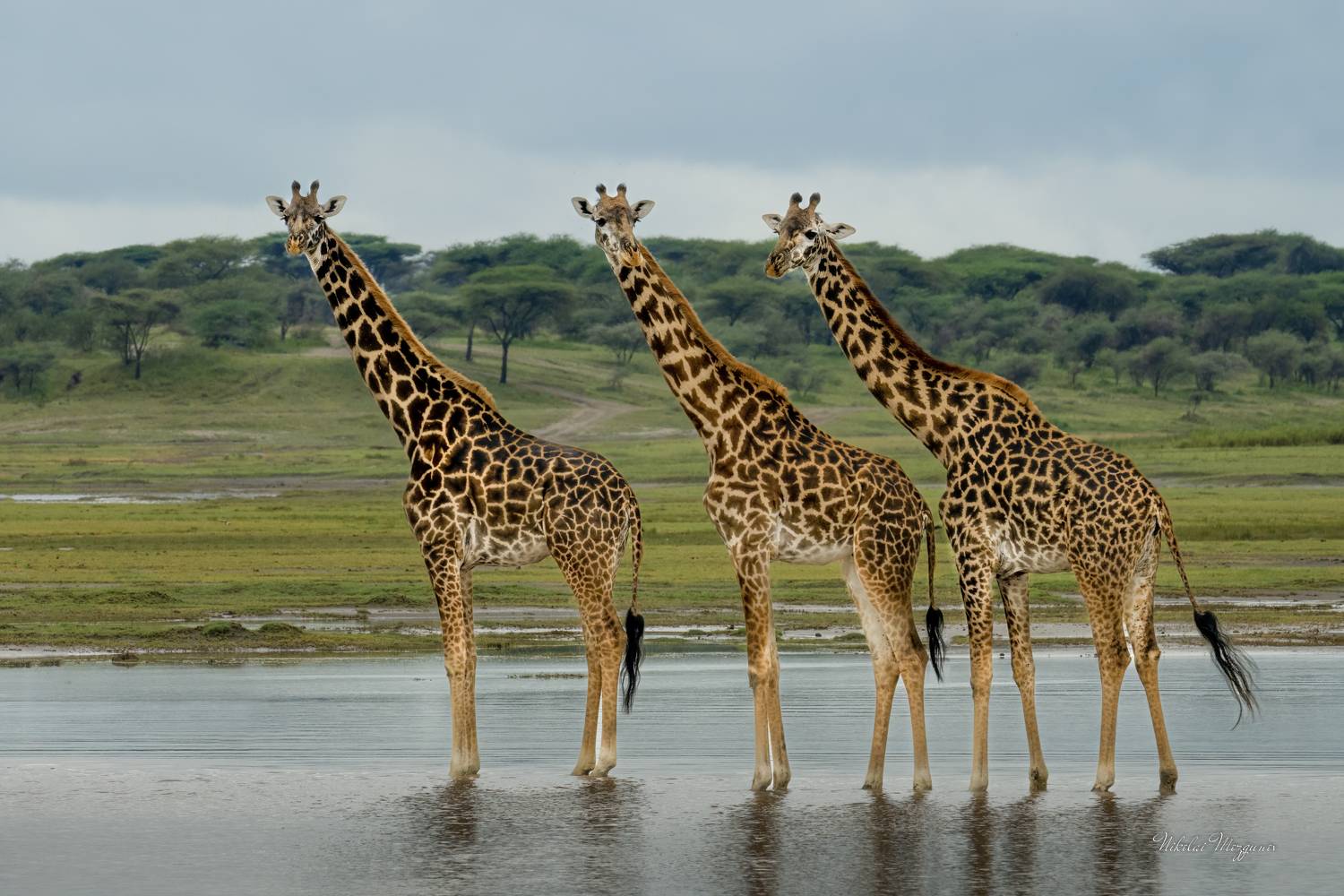 , Николай Мозгунов