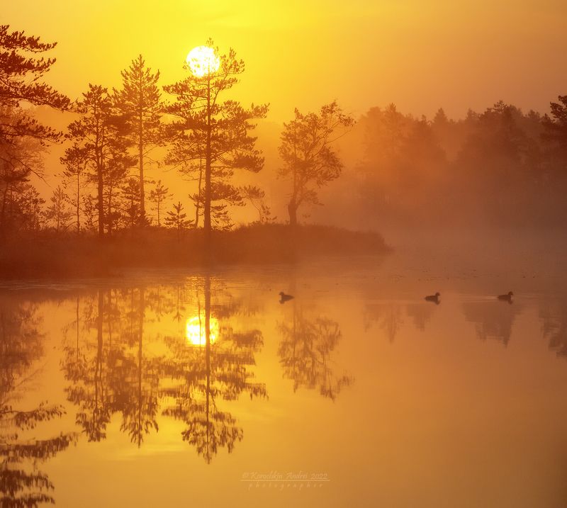 про утро и уток... фото превью