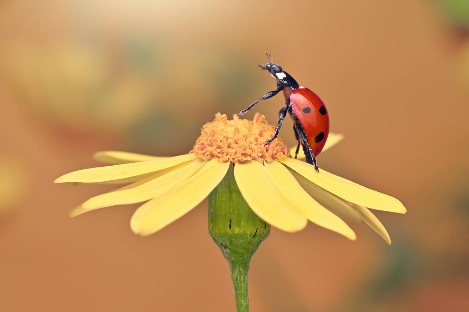 ceclii, macro, Ganev Tsvetan