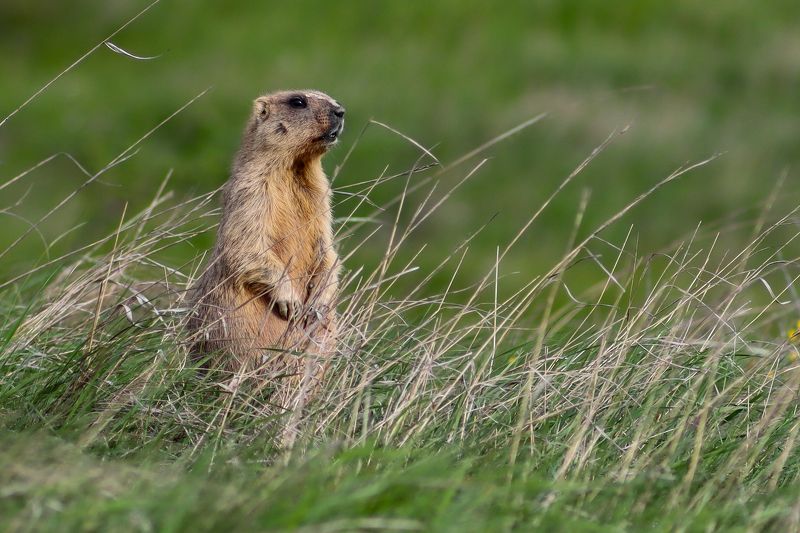 Байбак фото превью