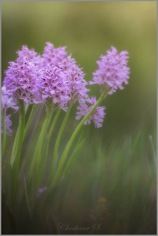 крым, орхидеи крыма, дикие орхидеи, Фотосессия для Неотинеи фото превью