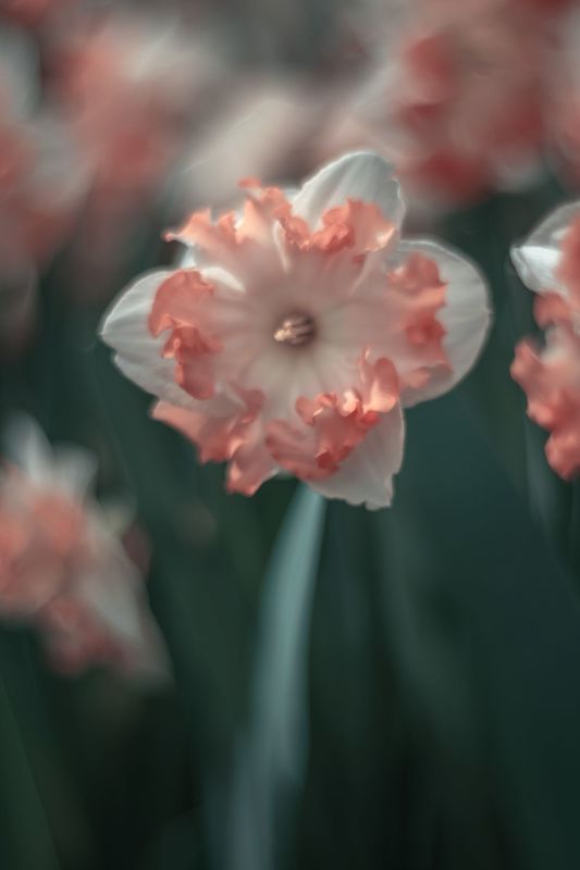 Pink фото превью