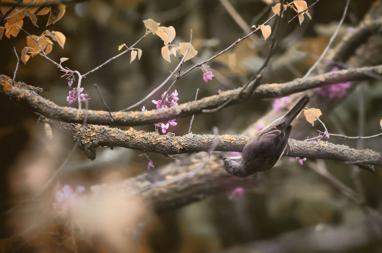 мухоловка, птицы, природа, Shadow Anna